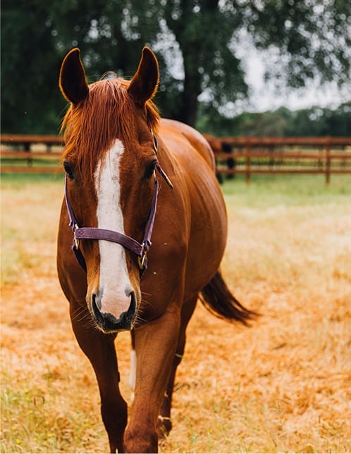 a brown horse