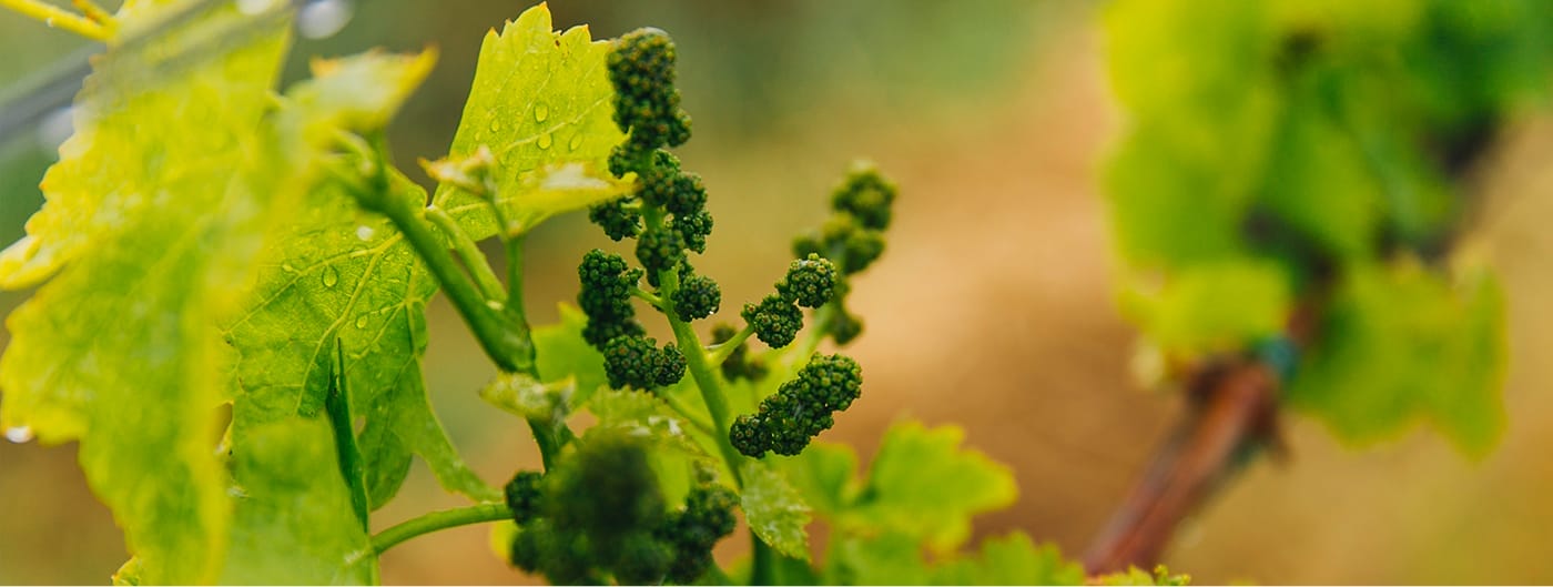 a green grape plant