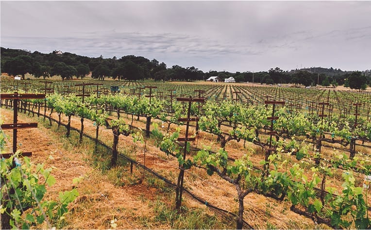 a vineyard