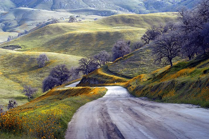 A paintina landscape of vineyards and a road and green hills